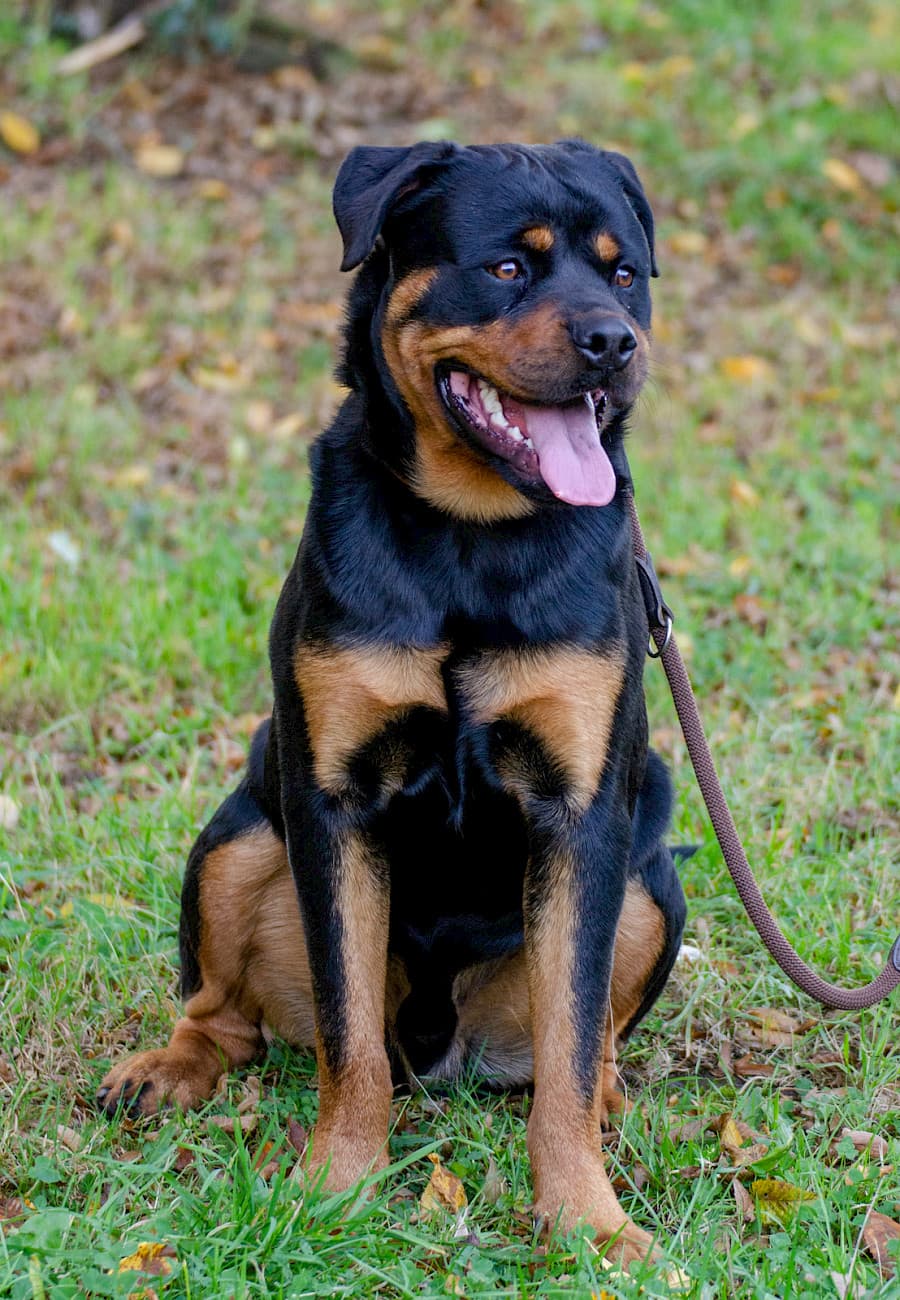Tiger - Rottweiler - Bild 6
