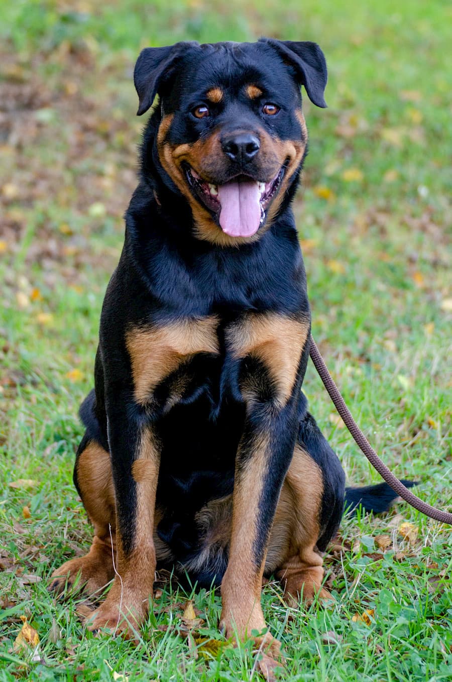 Tiger - Rottweiler - Bild 8