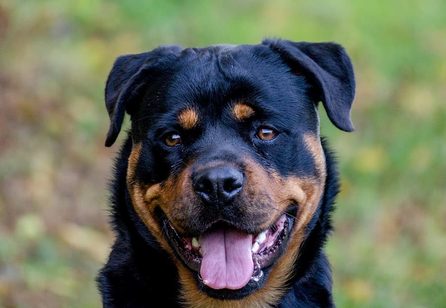 Tiger - Rottweiler - Bild 2