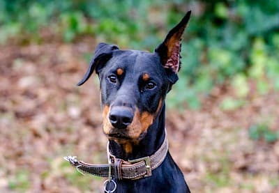 Dobermann Ikarus