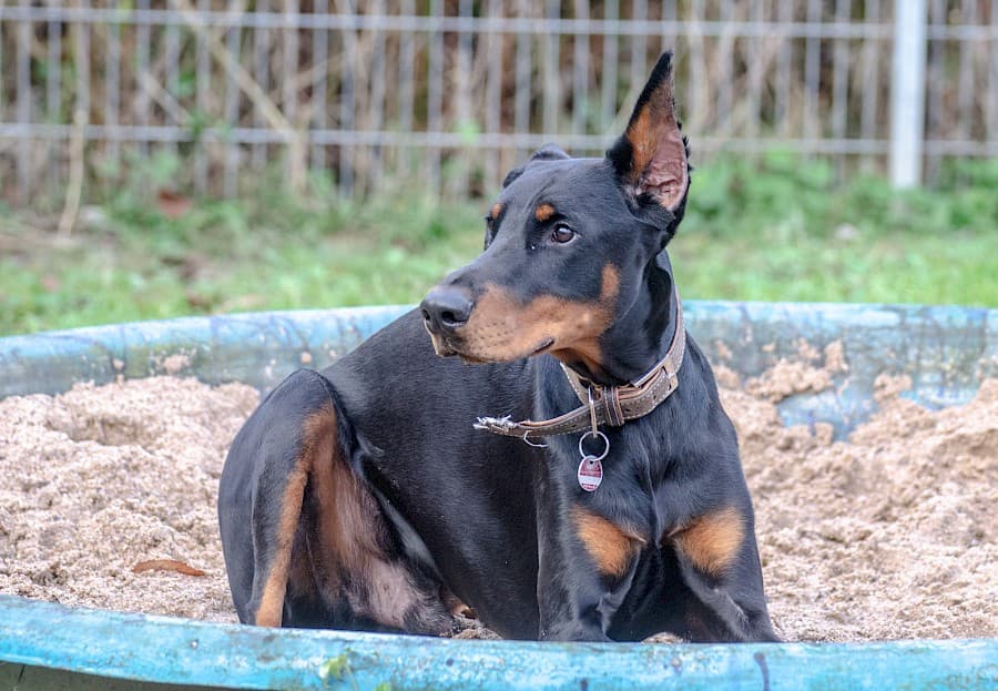 Ikarus - Dobermann - Bild 5