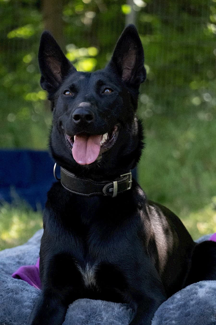 Greta - Deutscher Schäferhund - Bild 10