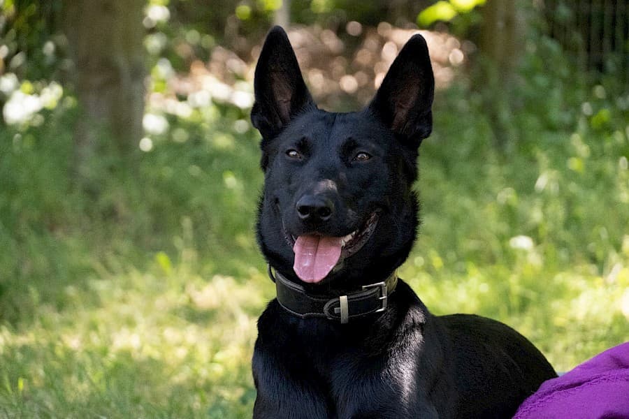 Greta - Deutscher Schäferhund - Bild 3