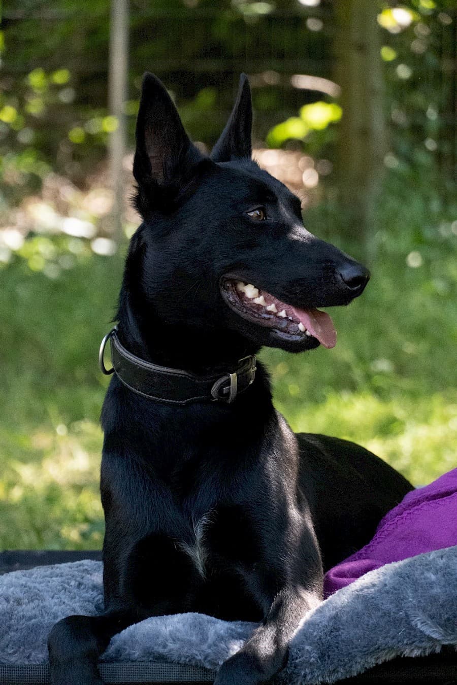 Greta - Deutscher Schäferhund - Bild 12