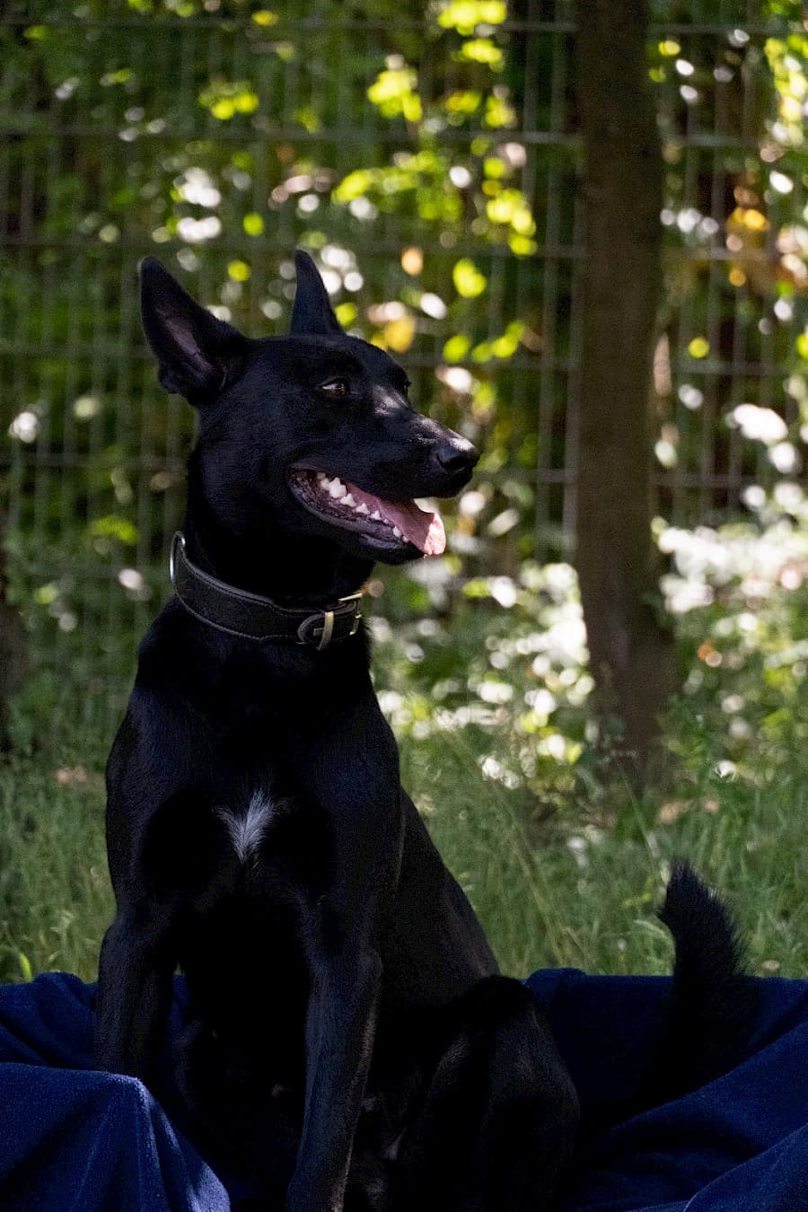 Greta - Deutscher Schäferhund - Bild 15