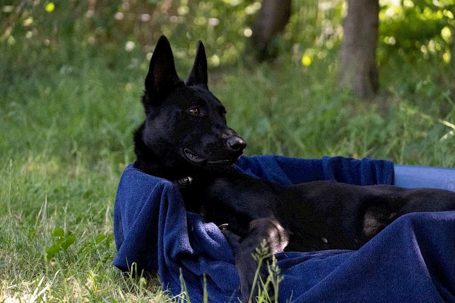 Greta - Deutscher Schäferhund - Bild 2