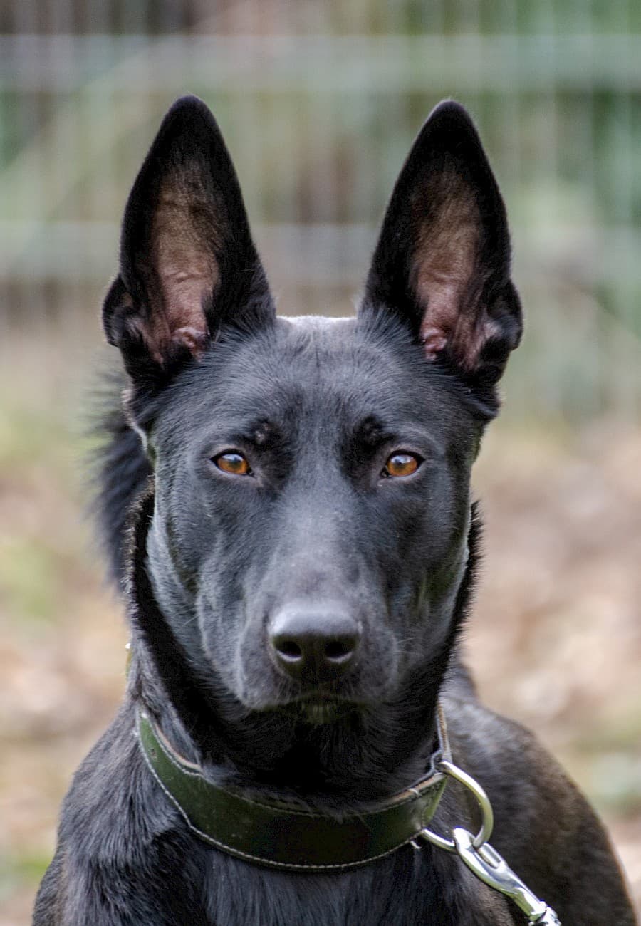 Greta - Deutscher Schäferhund - Bild 6