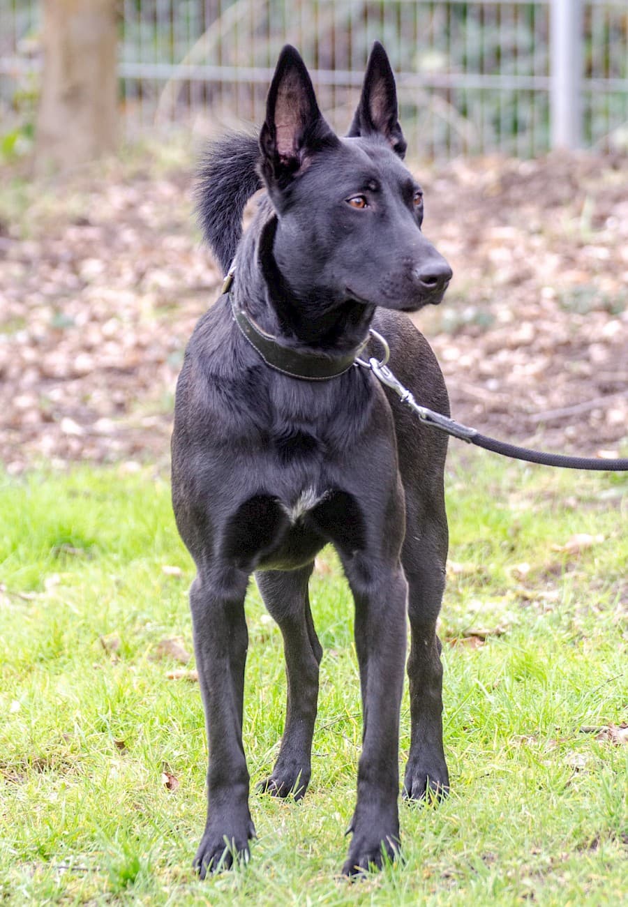 Greta - Deutscher Schäferhund - Bild 8