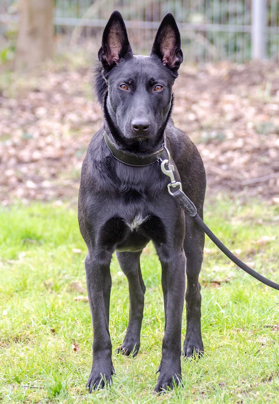 Greta - Deutscher Schäferhund - Bild 7