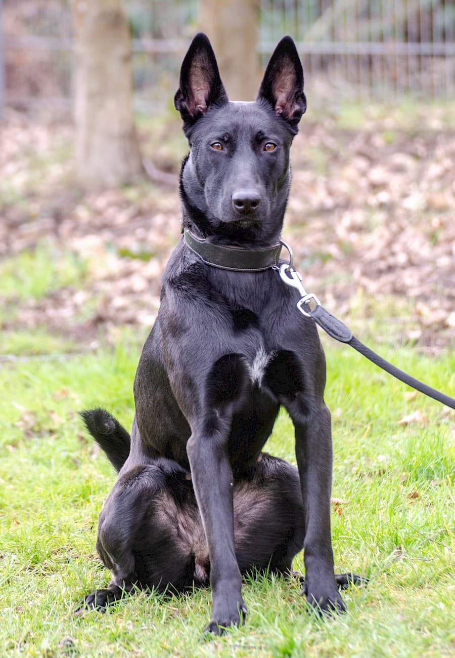Greta - Deutscher Schäferhund - Bild 11