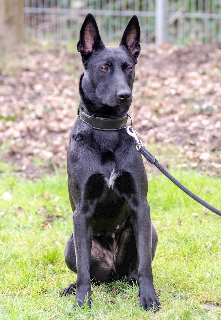 Greta - Deutscher Schäferhund - Bild 9