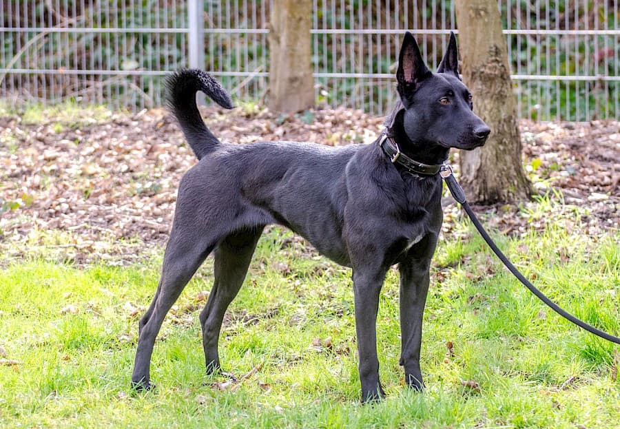 Greta - Deutscher Schäferhund - Bild 5