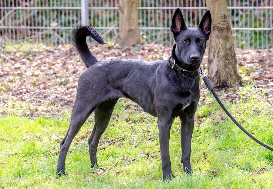 Greta - Deutscher Schäferhund - Bild 4