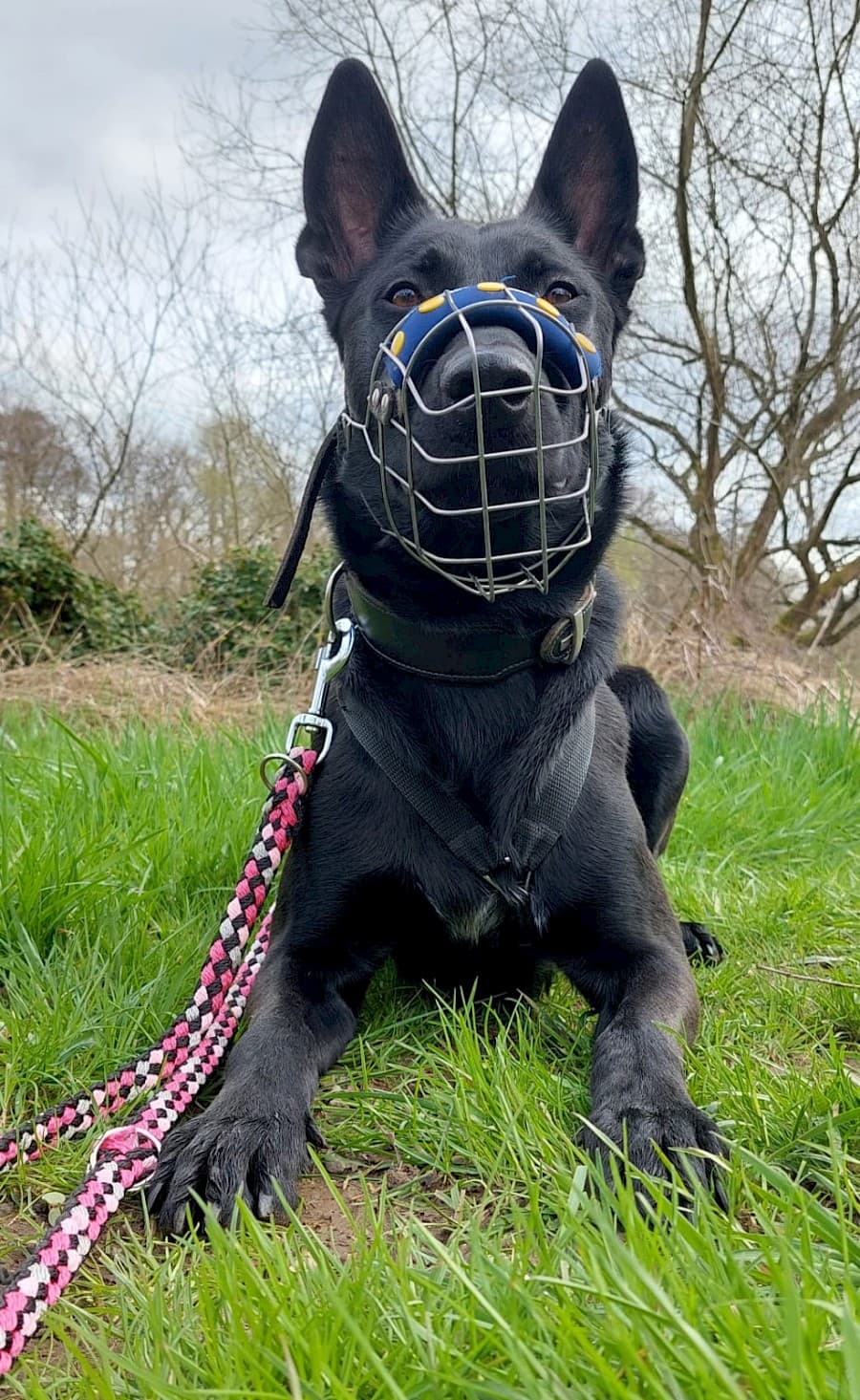 Greta - Deutscher Schäferhund - Bild 13