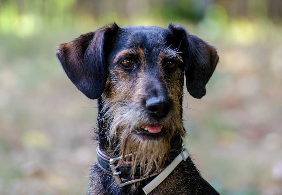 Flo - Dackel - Bild 5