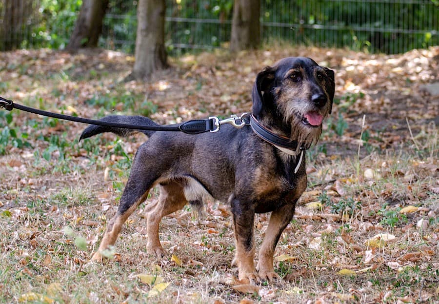 Flo - Dackel - Bild 10