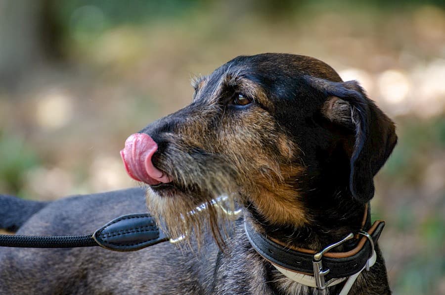 Flo - Dackel - Bild 7