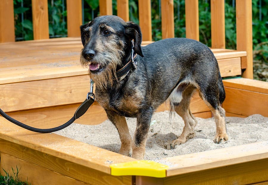 Flo - Dackel - Bild 6