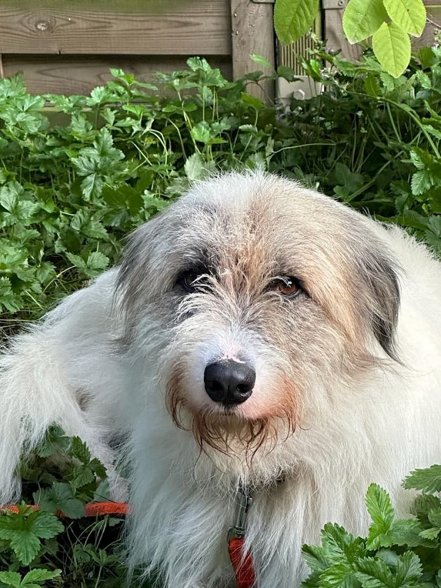 Salo - Ciobănesc Românesc Mioritic - Bild 8