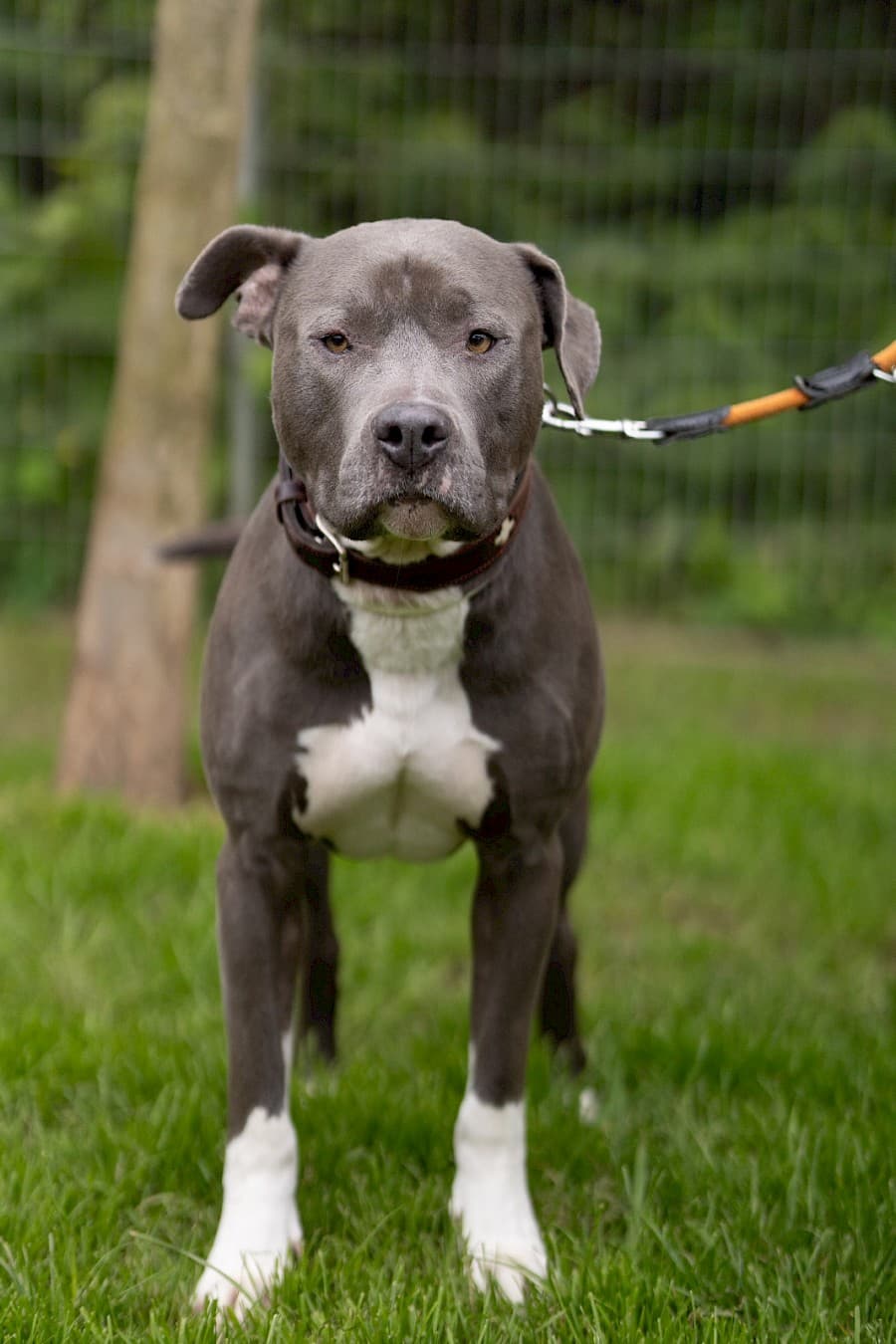 Buddy - Staffordshire Bullterrier - Bild 8