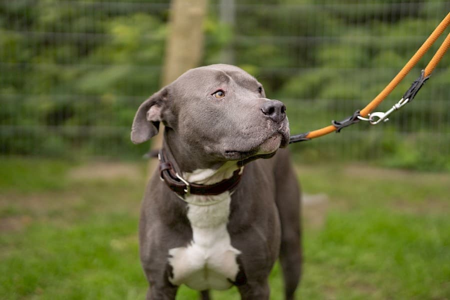 Buddy - Staffordshire Bullterrier - Bild 3