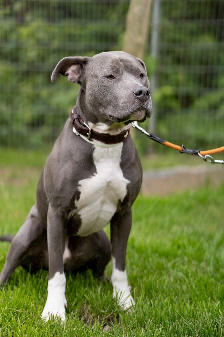 Buddy - Staffordshire Bullterrier - Bild 7