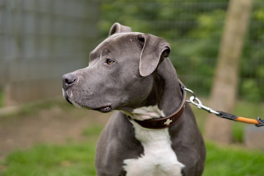 Buddy - Staffordshire Bullterrier - Bild 4