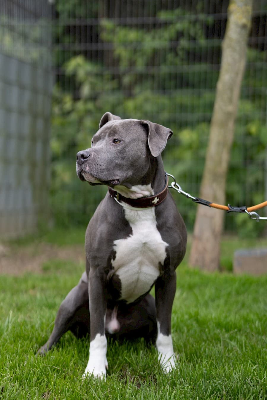 Buddy - Staffordshire Bullterrier - Bild 6