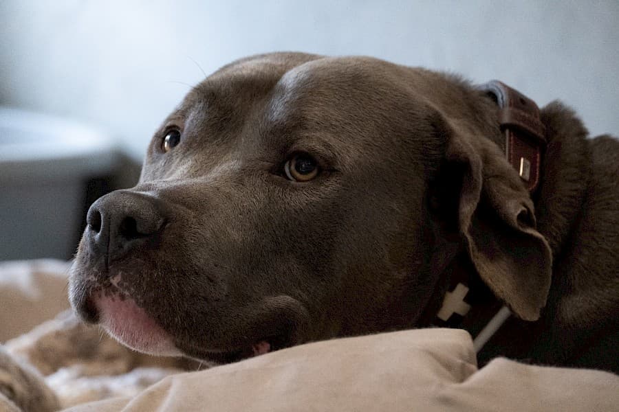 Buddy - Staffordshire Bullterrier - Bild 5