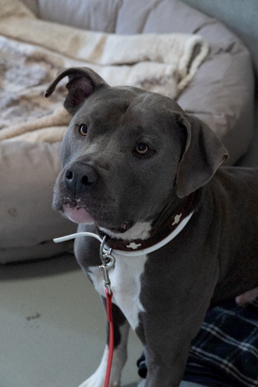 Buddy - Staffordshire Bullterrier - Bild 9