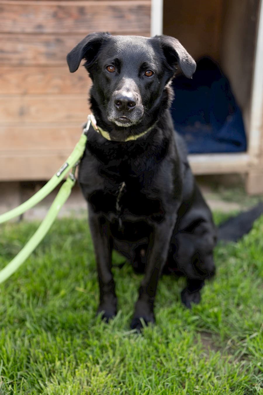 Knut - Labrador Retriever - Bild 13