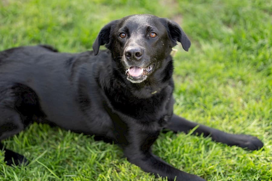 Knut - Labrador Retriever - Bild 2