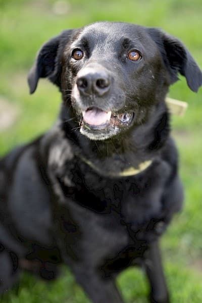 Labrador Retriever-Mix Knut