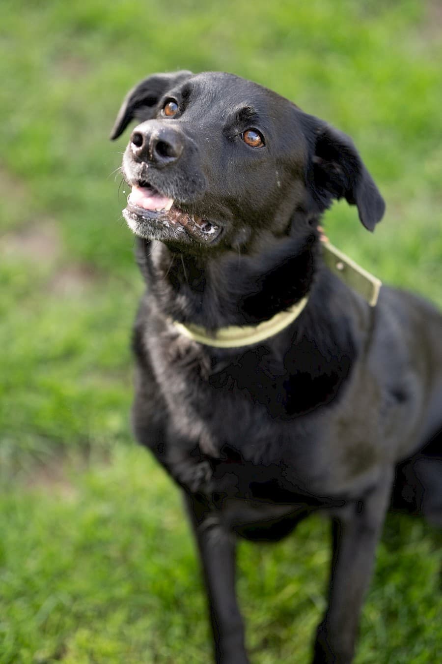 Knut - Labrador Retriever - Bild 12