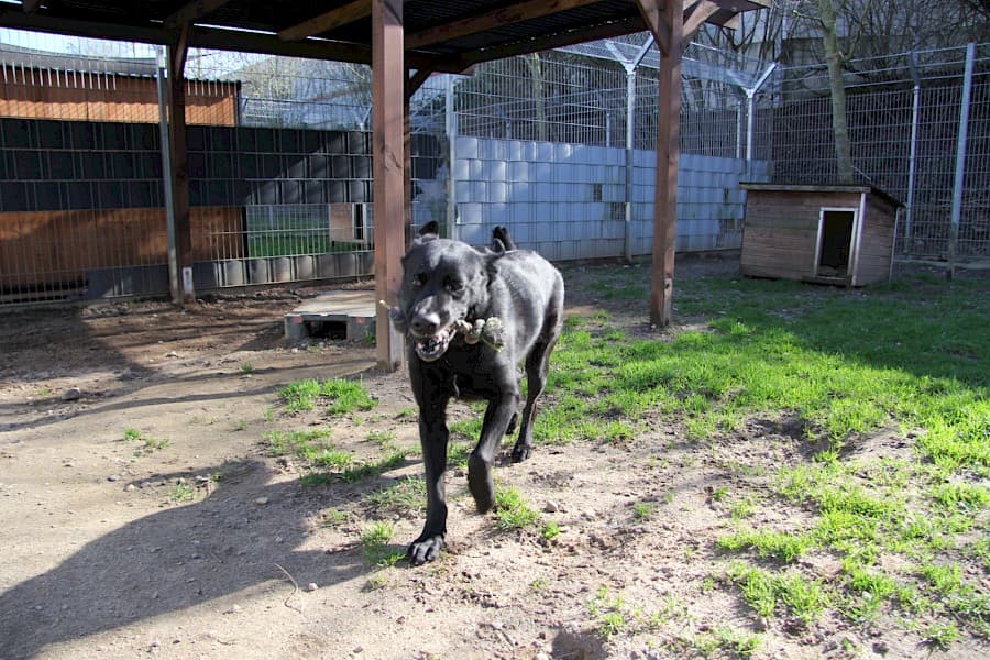 Knut - Labrador Retriever - Bild 9