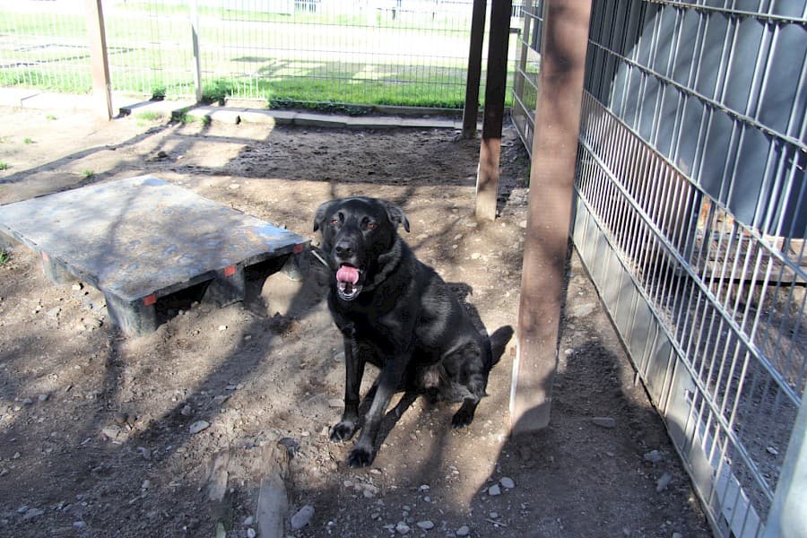 Knut - Labrador Retriever - Bild 8