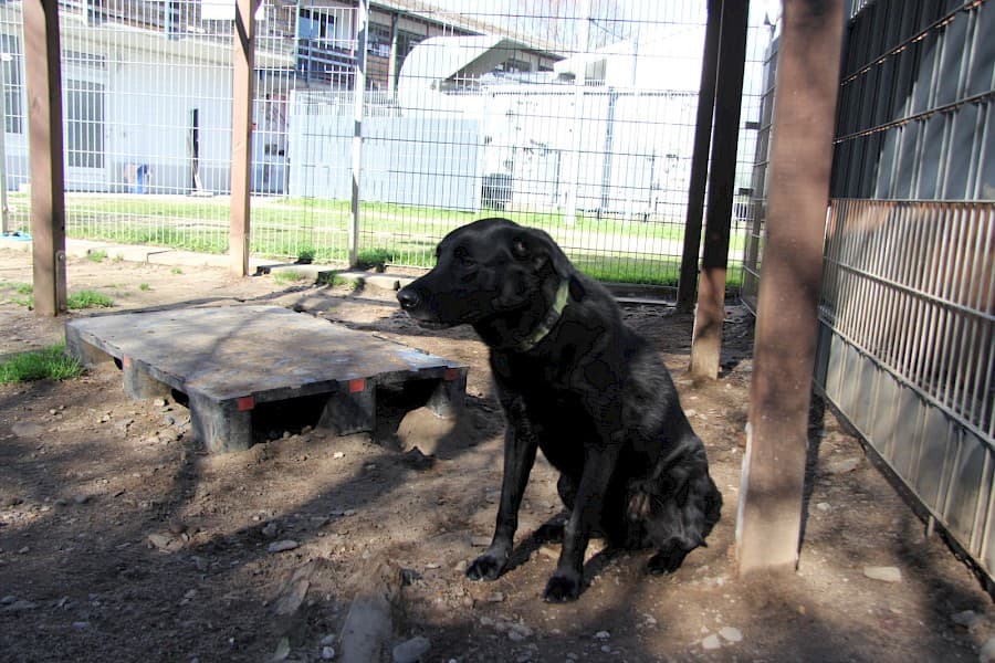 Knut - Labrador Retriever - Bild 5