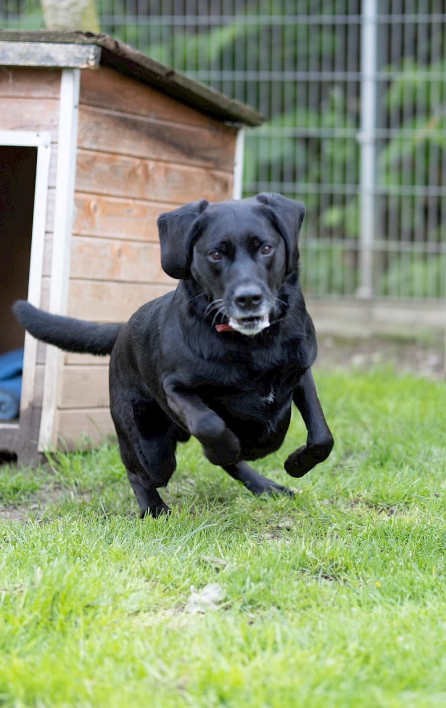Milo - Labrador Retriever - Bild 6
