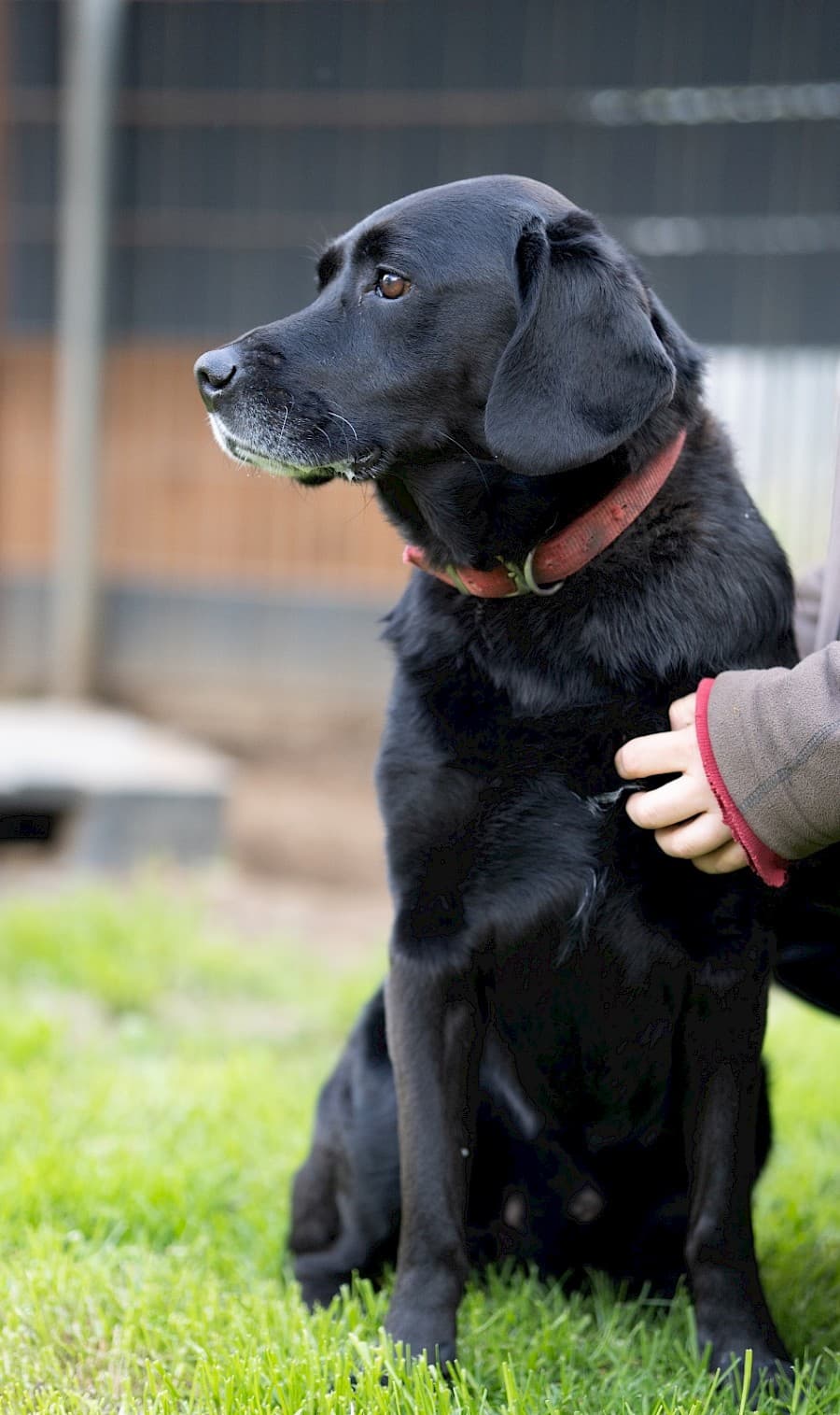 Milo - Labrador Retriever - Bild 9