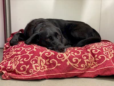 Labrador Retriever-Mix Milo