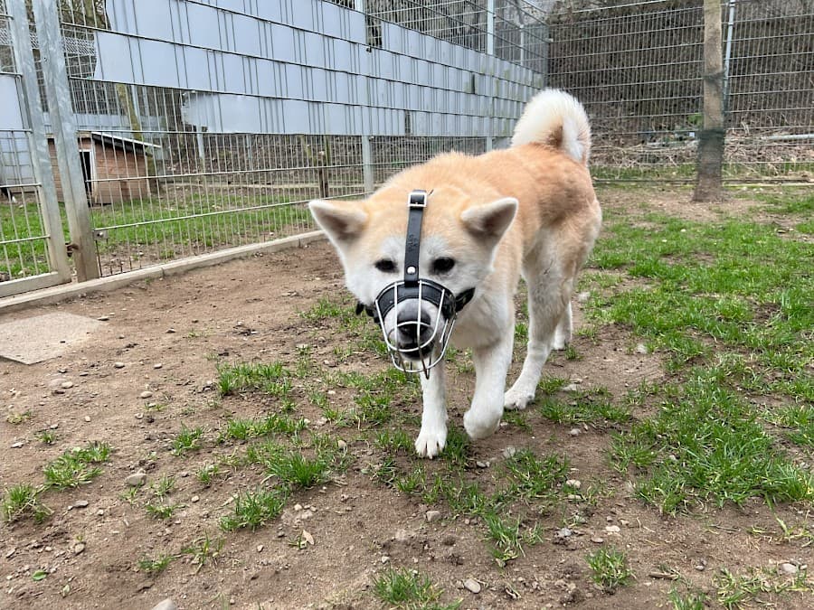 Yuna - Akita - Bild 2