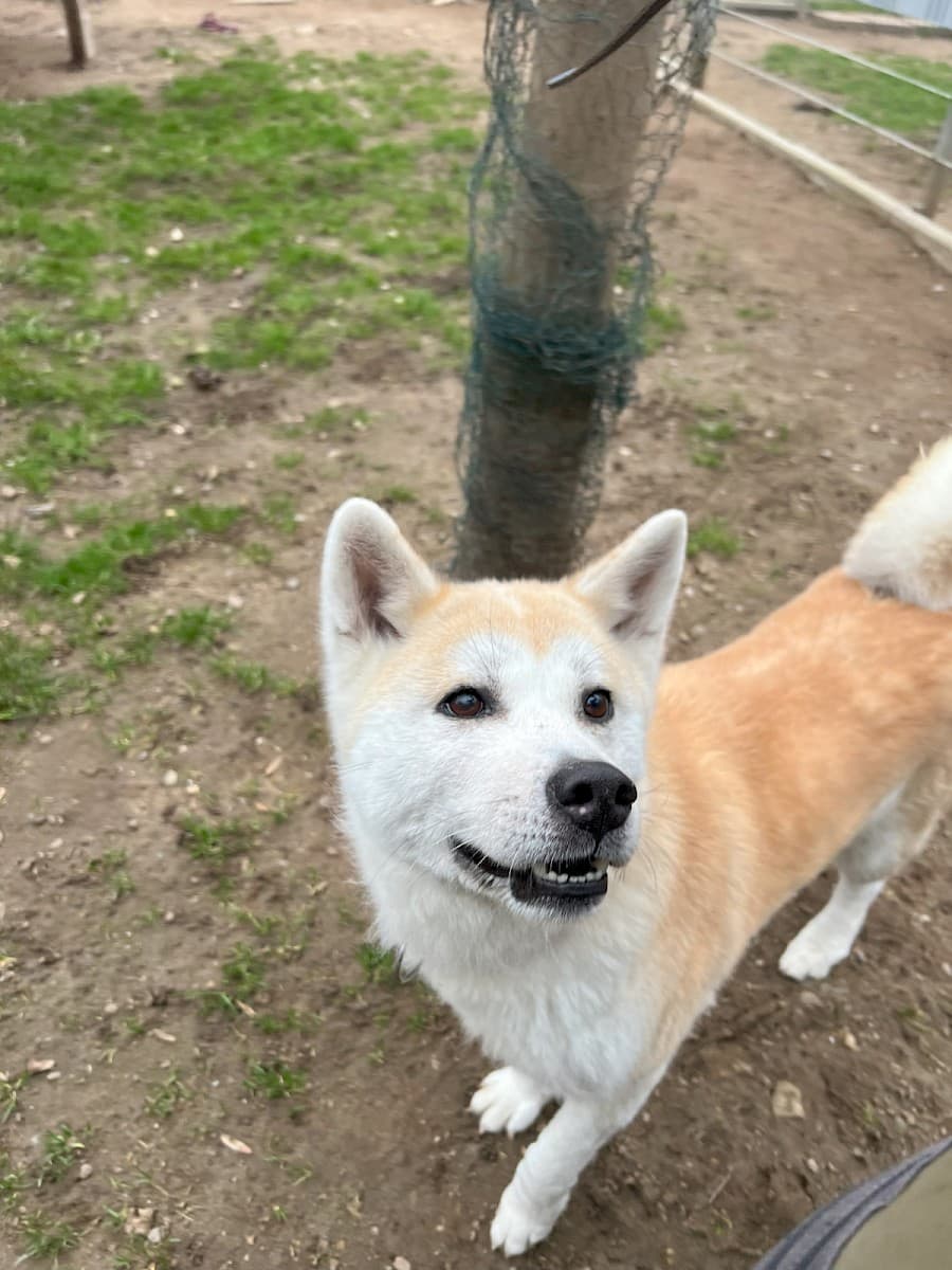 Yuna - Akita - Bild 7