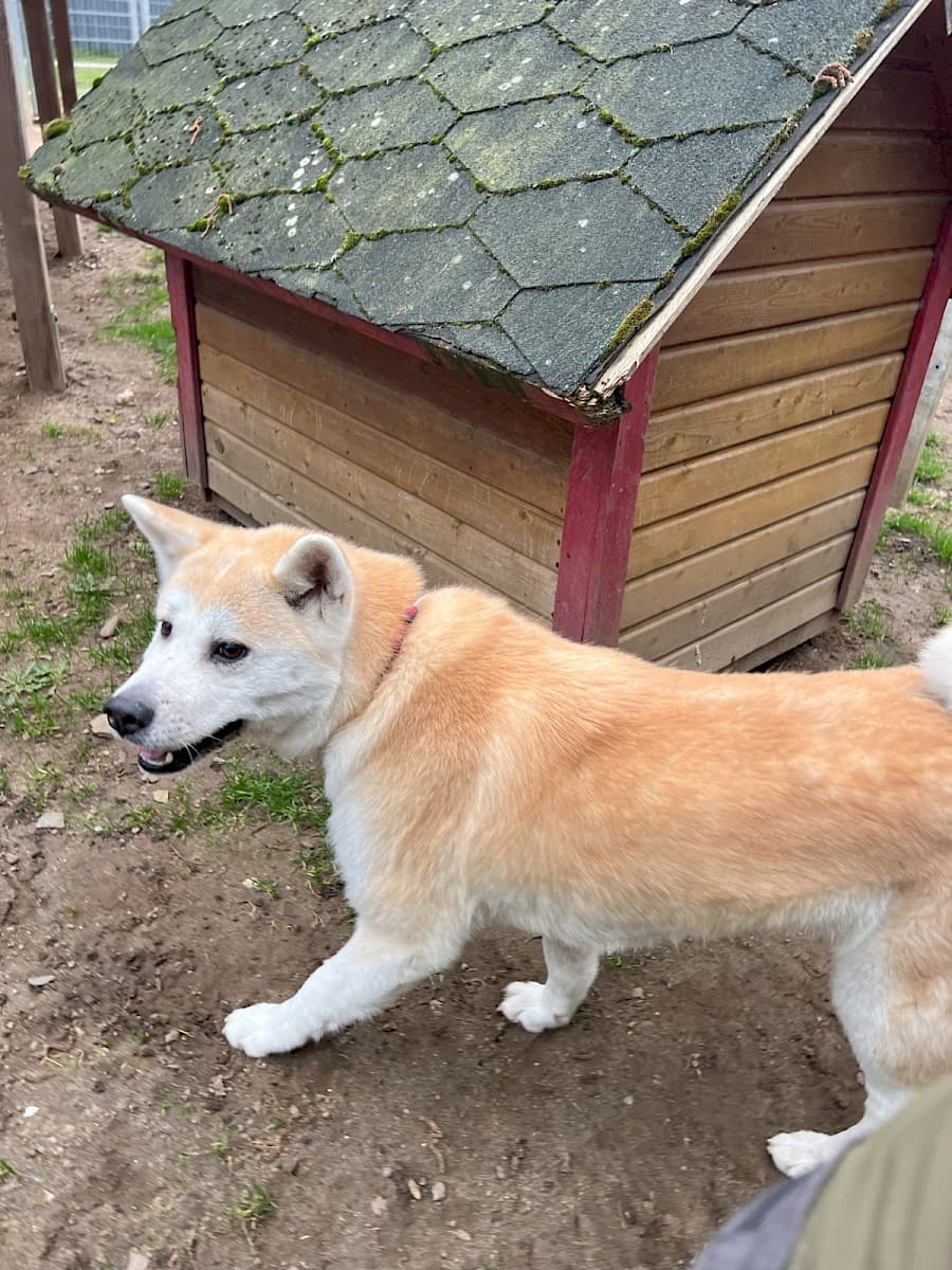 Yuna - Akita - Bild 8