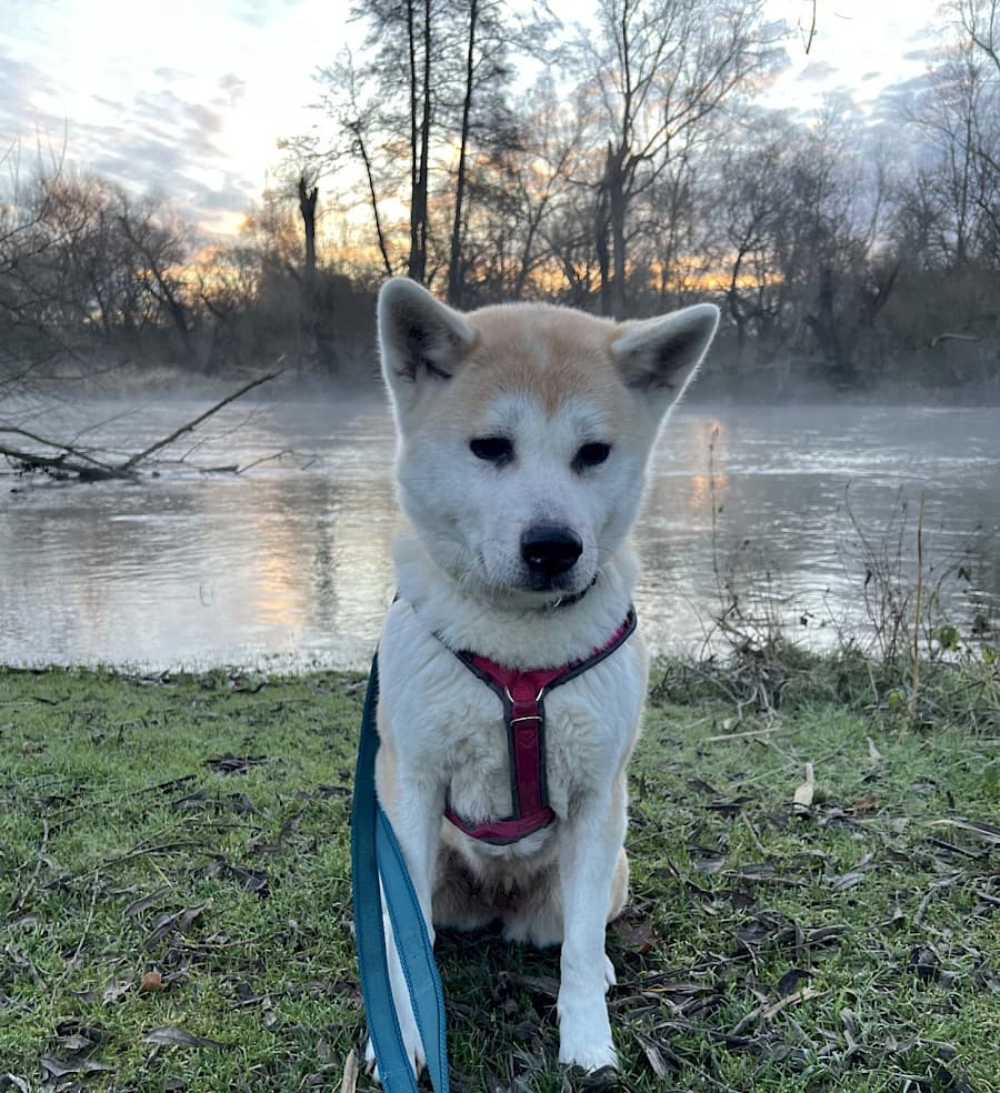 Yuna - Akita - Bild 5