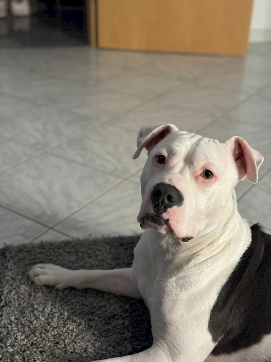 Apollo - American Staffordshire Terrier - Bild 9