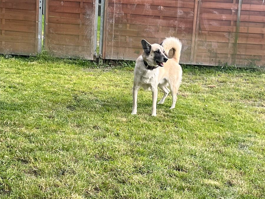 Chester - Deutscher Schäferhund - Bild 9