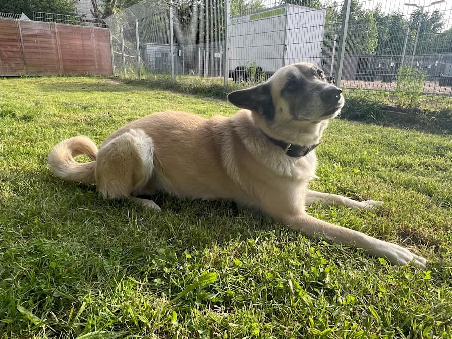 Chester - Deutscher Schäferhund - Bild 8