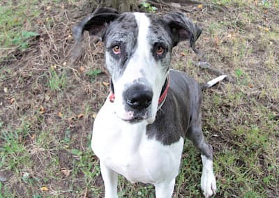 Deutsche Dogge Sarah