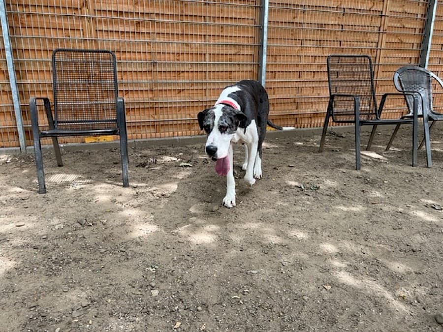 Sarah - Deutsche Dogge - Bild 18