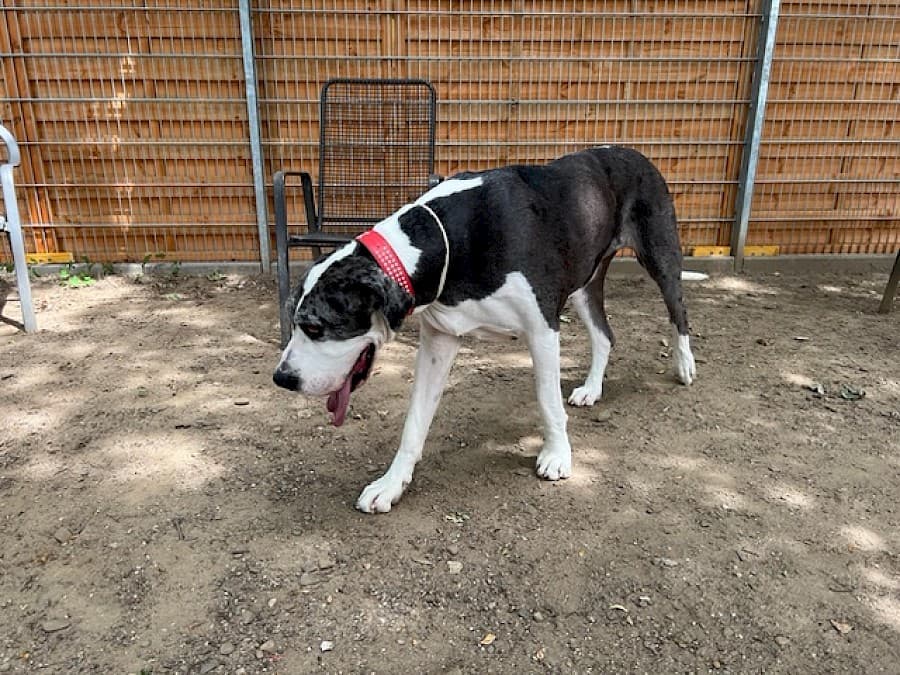 Sarah - Deutsche Dogge - Bild 10